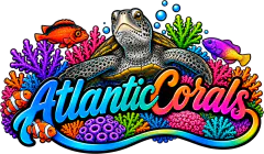 Atlantic Corals