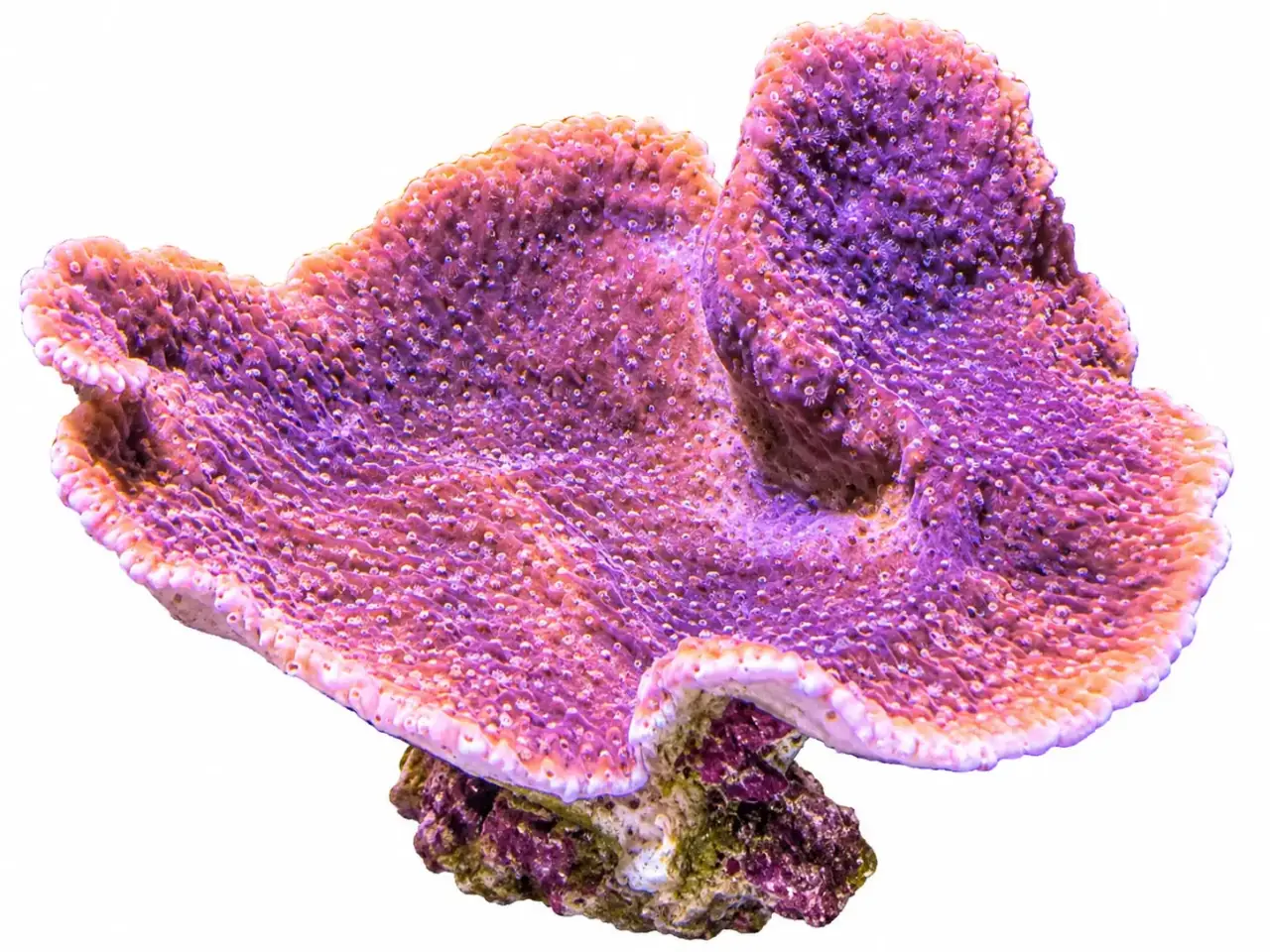 Monti, aquacultured coral frag