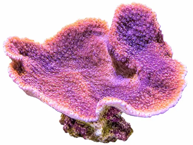Monti