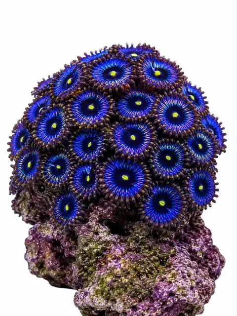 Blue Hornet Zoa