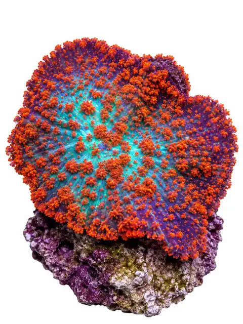 forest fire mushroom