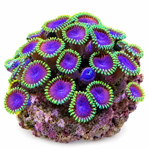 Zoanthid Colony