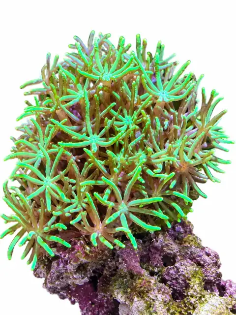 Green Star Polyps