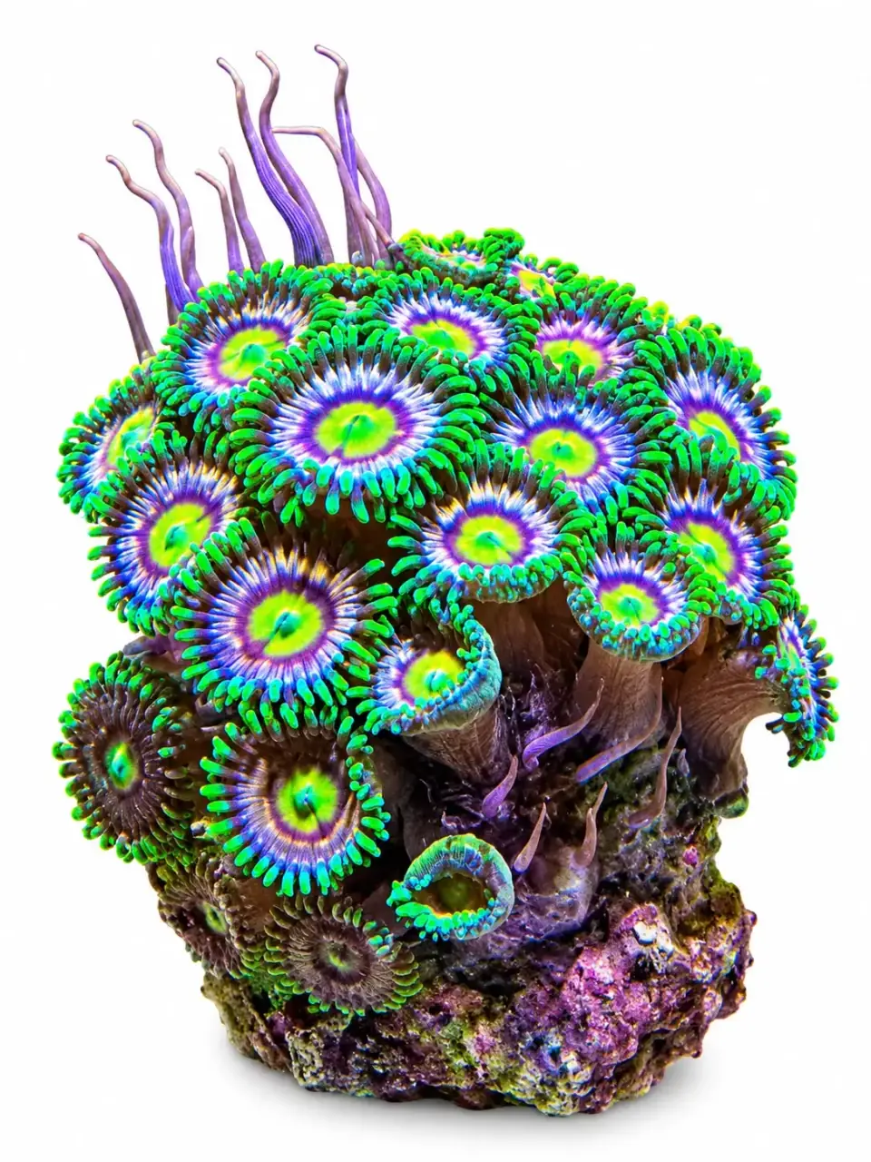 Zoa, aquacultured coral frag