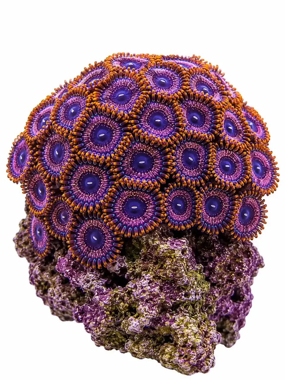 Pandora Zoa, aquacultured coral frag