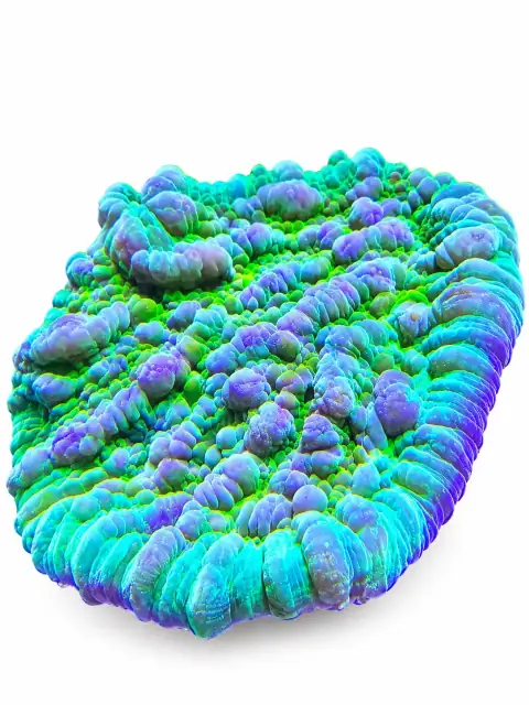 Hammer Coral