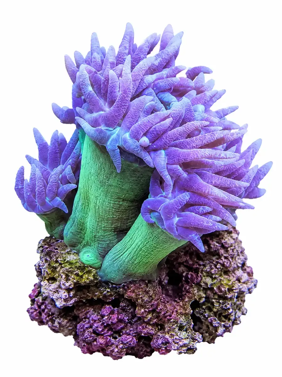duncan coral, aquacultured coral frag